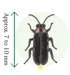 Heike fireflies Approx. 7 to 10 mm